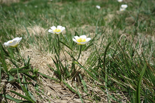 Ranunculus pyrenaeus, photograph 1