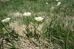 Ranunculus pyrenaeus, photograph (c) Clément Maouche, some rights reserved (CC BY)