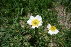 Ranunculus pyrenaeus, photograph (c) Clément Maouche, some rights reserved (CC BY)
