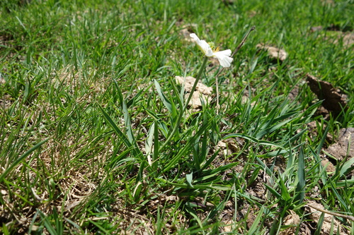 Ranunculus pyrenaeus