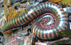 Pachybolus ligulatus
