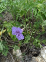 Ruellia ciliatiflora