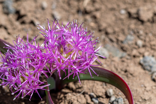 Allium platycaule, photograph 2