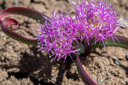 Allium platycaule