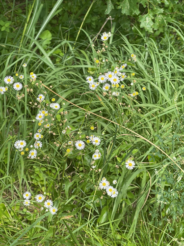 daisy fleabane