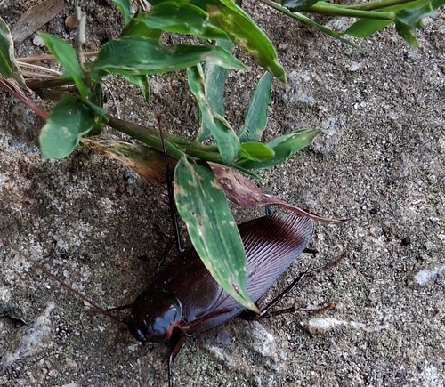 Smokybrown Cockroach