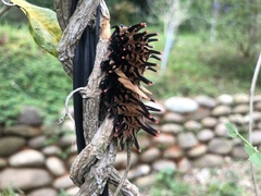 Troides aeacus formosanus