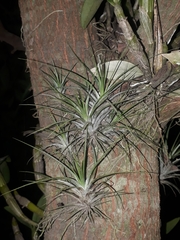 Tillandsia