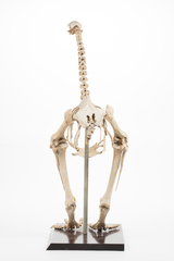 Dinornithiformes