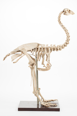 Dinornithiformes