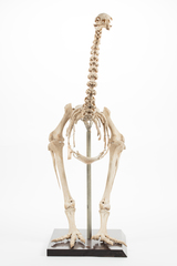 Dinornithiformes