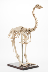 Dinornithiformes