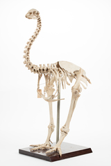 Dinornithiformes