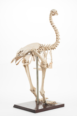 Dinornithiformes