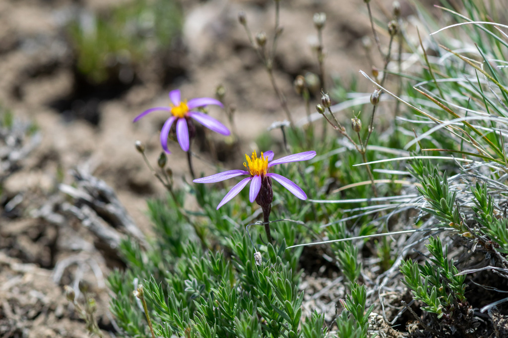 Ionactis alpina; photograph author not stated, no rights reserved