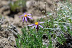 Ionactis alpina