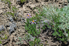 author not stated, no rights reserved Ionactis alpina, photograph author not stated, no rights reserved