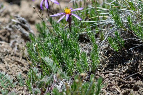 Ionactis alpina, photograph 1