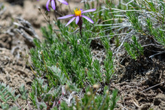 author not stated, no rights reserved Ionactis alpina, photograph author not stated, no rights reserved