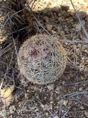 Echinomastus intertextus