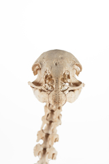 Dinornithiformes