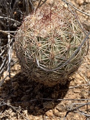 Echinomastus intertextus