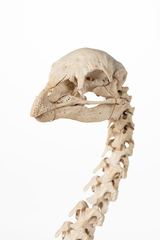 Dinornithiformes