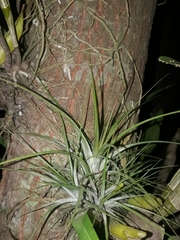 Tillandsia