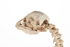 Dinornithiformes