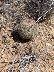 Echinomastus intertextus