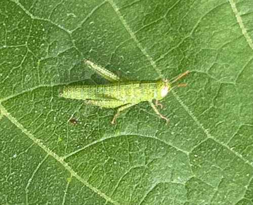 Egyptian Bird Grasshopper
