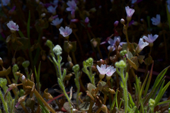 Claytonia rubra rubra