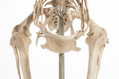 Dinornithiformes