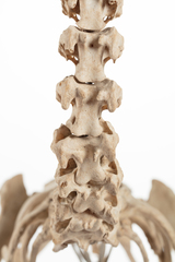 Dinornithiformes