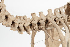 Dinornithiformes