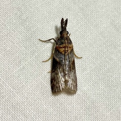Calguia defiguralis