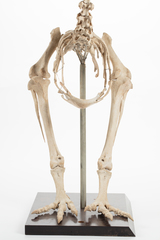 Dinornithiformes
