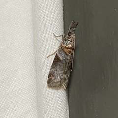 Calguia defiguralis