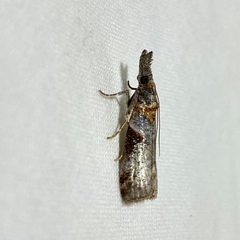Calguia defiguralis