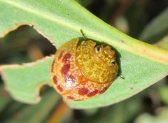 Paropsis obsoleta