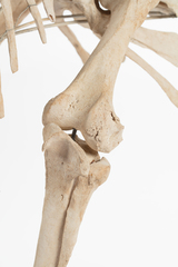 Dinornithiformes