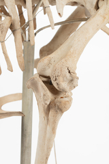 Dinornithiformes