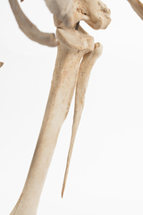 Dinornithiformes