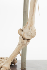 Dinornithiformes