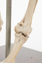 Dinornithiformes