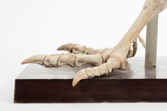 Dinornithiformes