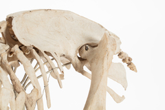 Dinornithiformes