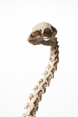 Dinornithiformes
