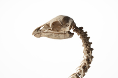 Dinornithiformes