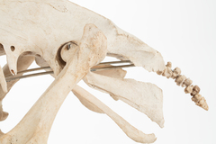 Dinornithiformes